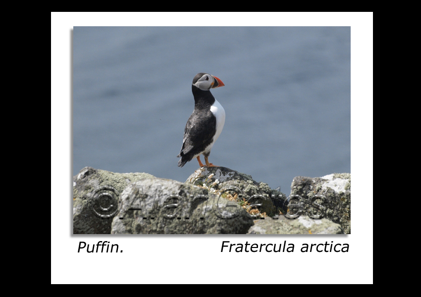 Puffin on lookout